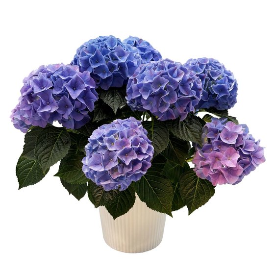 6" Potted Hydrangea